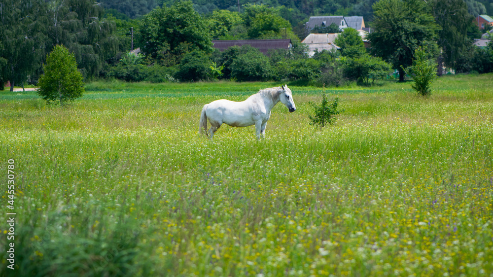 Fototapeta premium beautiful white horse on green grass in the field. Arabian horse, white horse stands in an agriculture field with juicy grass in sunny weather. strong, hardy and fast animal. grazing in the meadow