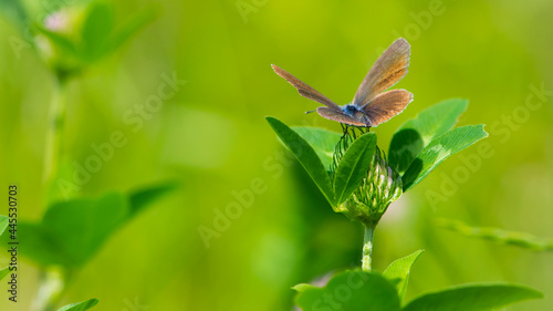 Polyommatus icarus. butterfly on clover flower. Common blue butterfly at rest on red clover flower. European macro nature. insect on a wildflower. meadow flower and butterfly, background, close-up.
