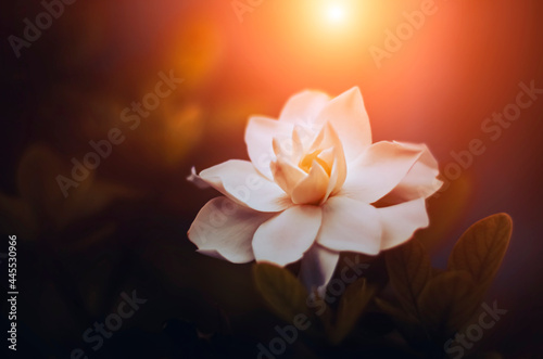 Blurred image of the gardenia on branch tree in art tone style.intended to look like a painting.