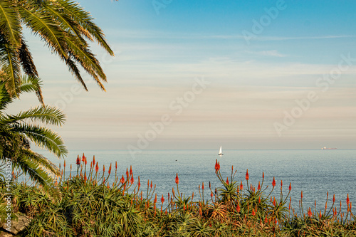 Orange aloe (aloe arborescens) flower blooming on the background of an ocean photo