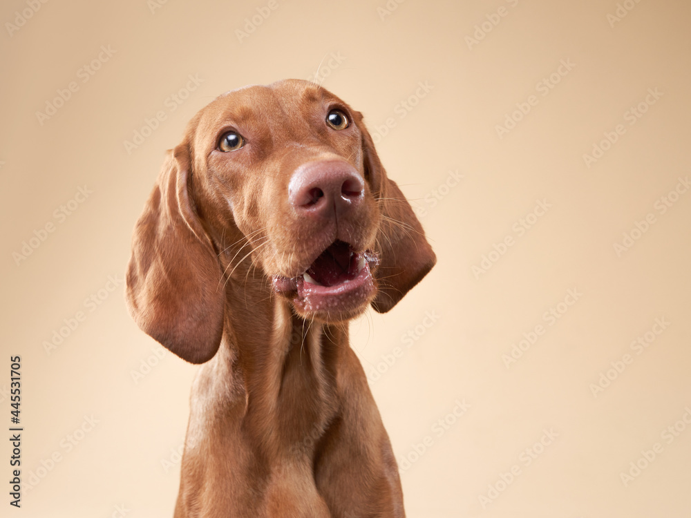 funny dog portrait. Hungarian vizsla on a beige background