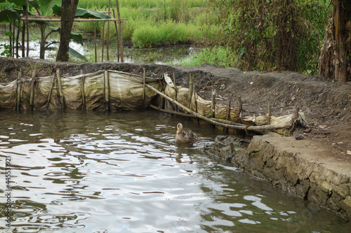 Backwaters network of brackish lagoons in Kerala