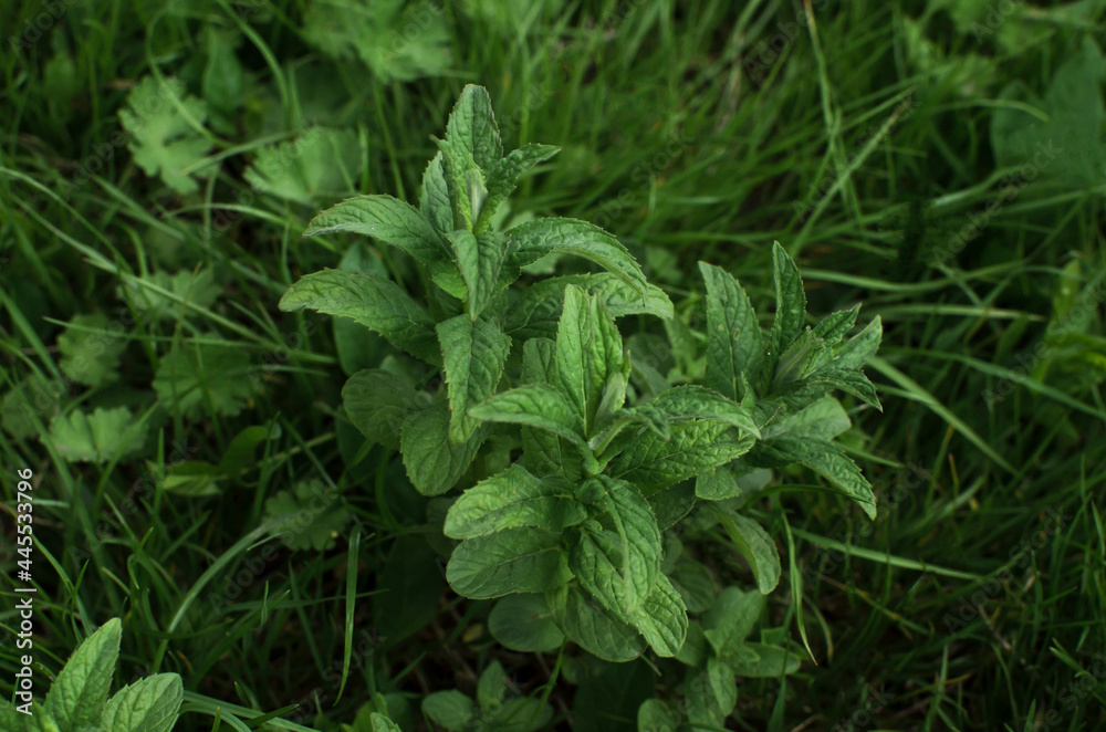 aromatic mint leafs Melissa in the forest Wild green mint, fresh natural botanical eco aromatic mint leafs Melissa in the forest Wild green mint, fresh natural botanical eco