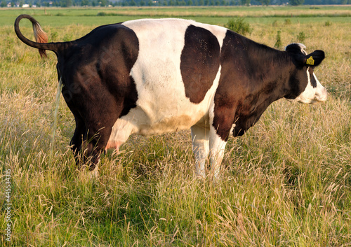 Cows in a meadow near Elburg, Gelderland Province, The Netherlands photo