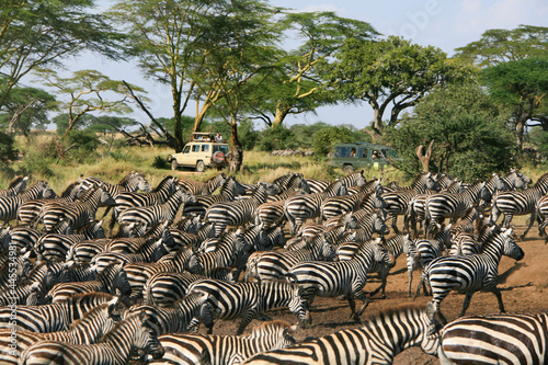 Zebra migration in Serengeti photo