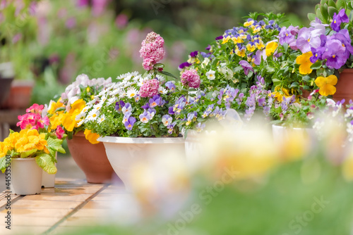 鉢植えの花 カラフル