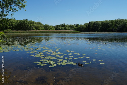 reflection of trees in water