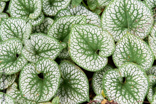 Textured foliage of Heart leaf brunnera macrophylla, also known as Silver Heart. Siberian bugloss, in a garden in summer. Minimalist composition. Flat lay. photo