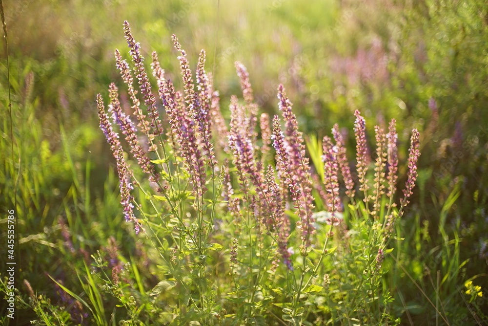 Wild violet flowers growing in green grass. Sunny summer field Wild violet flowers growing in green grass. Sunny summer field