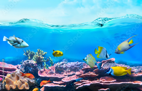 Fototapeta Naklejka Na Ścianę i Meble -  Colorful tropical fish in shallow coastal waters. Life in a coral reef - rabbitfish. Animals of the underwater sea world. Ecosystem. 