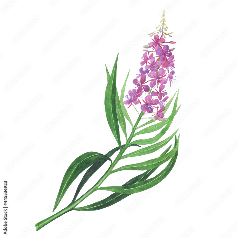Obraz premium Branch of pink fireweed isolated on white background. Watercolor hand drawing illustration. Willowherb for healthy tea.