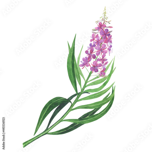 Branch of pink fireweed isolated on white background. Watercolor hand drawing illustration. Willowherb for healthy tea. photo