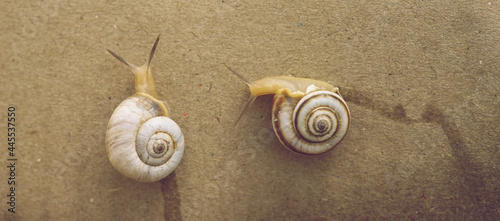 Two snails crawling on a brown wall.