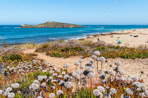Trail with blurred dried flowers on the beach of Ilha do Pessegueiro with the island on the horizon, Porto Covo - Sines PORTUGAL photo