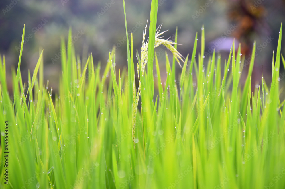 Obraz premium Close up of rice beans in the rice field