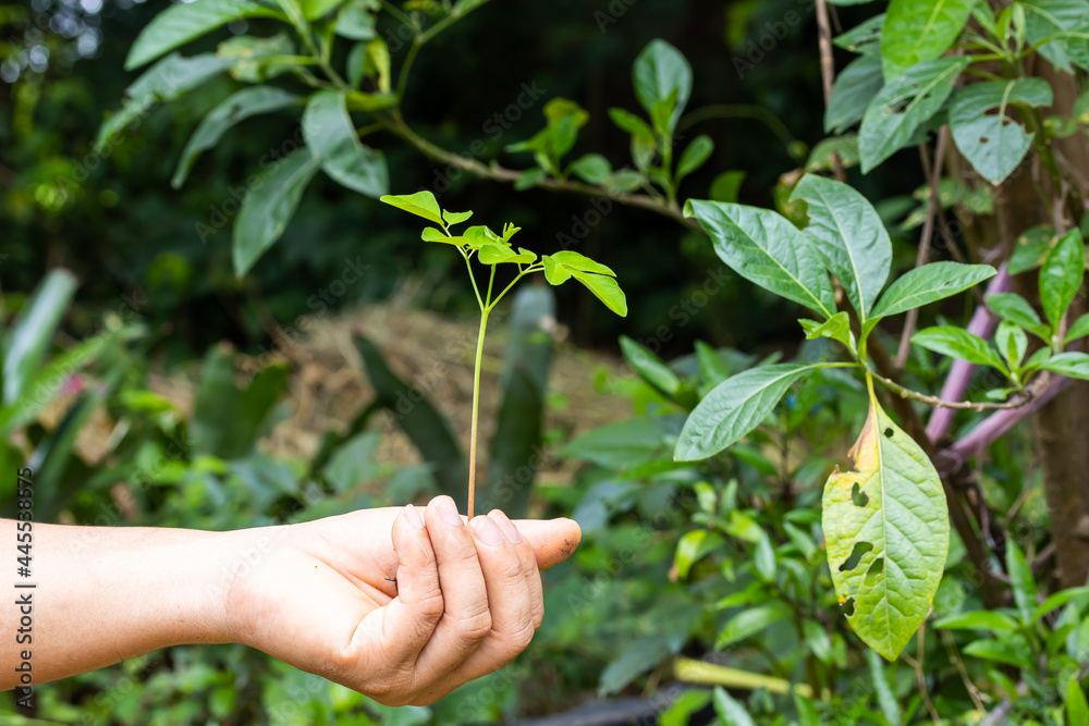 Asian man holding plant saplings to prepare for planting Asian man holding plant saplings to prepare for planting