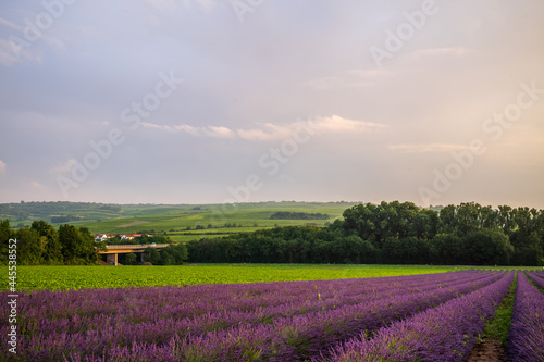 lavender field in region