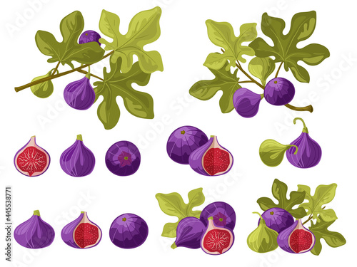 Fig. Fruits and leaves on a branch and separately, whole and in section. A beautiful and delicious set of juicy fig berries. Vector isolated on a white background.