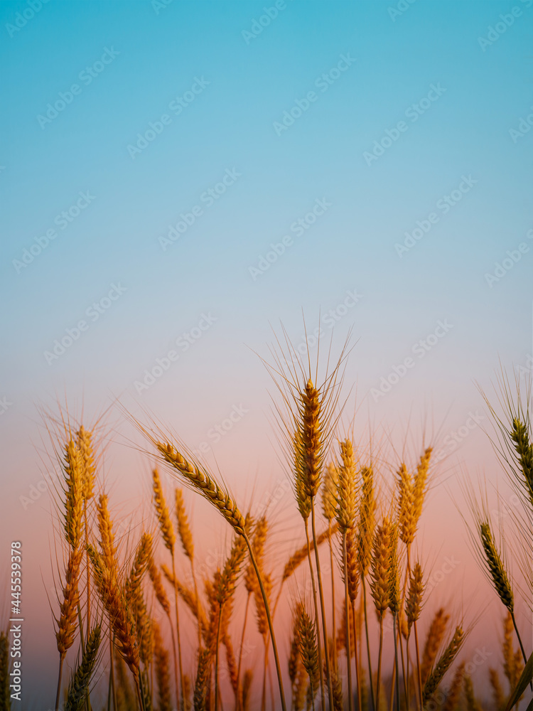 Golden wheat field with sunset background. Golden wheat field with sunset background.