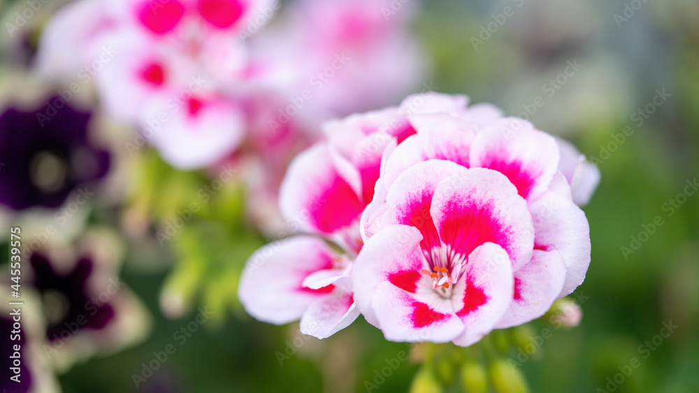 Close-up photos of beautiful flowers in a flower garden Close-up photos of beautiful flowers in a flower garden