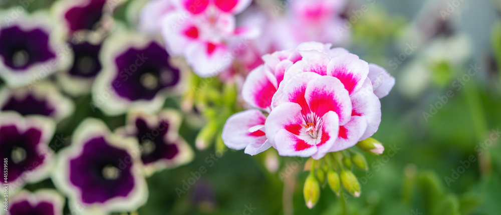 Fototapeta premium Close-up of a beautiful pink white flower. Red flower on a background of green leaves in the garden.