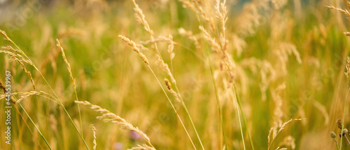 wild grass reed flower, fluffy white grain flower