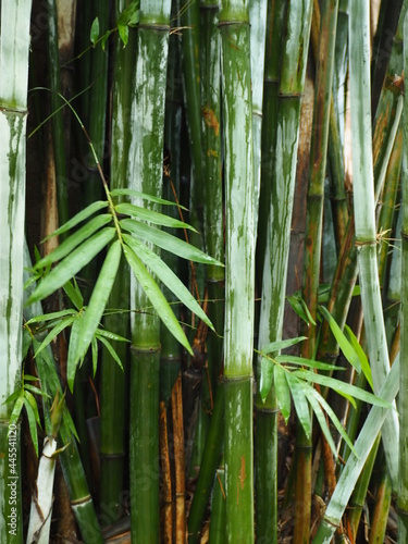 green bamboo stems close up