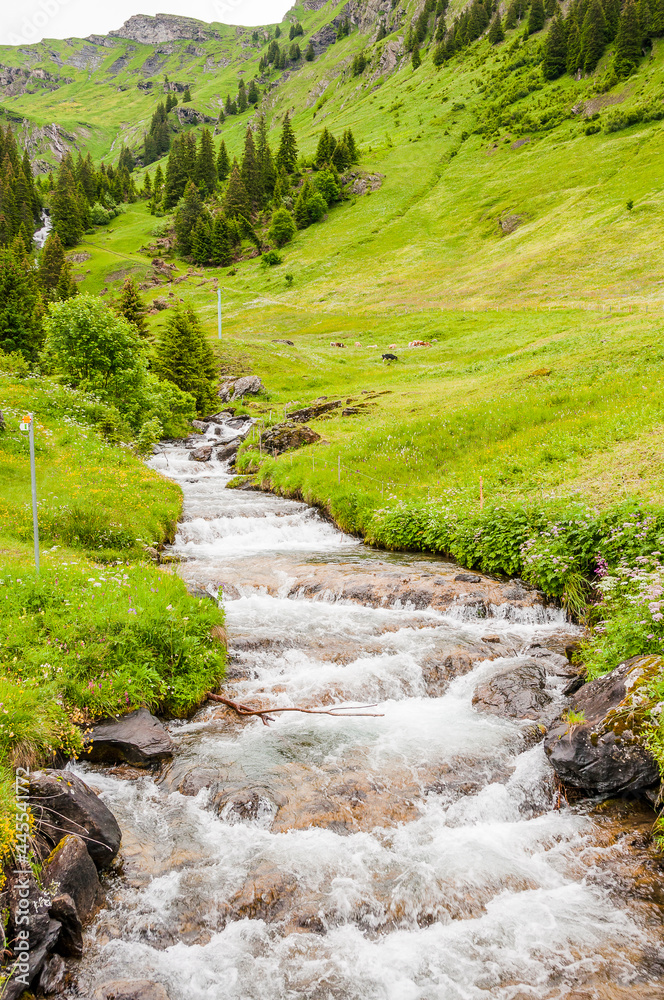 Grindelwald, Bussalp, Wanderweg, Bort, First, Alpen,  Bergbach, Bergwiesen, Bergbauer, Bergkräuter, Berner Oberland, Sommer, Schweiz
