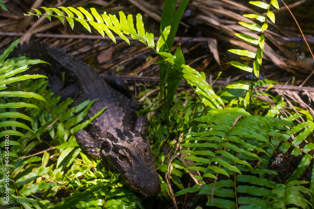 Obraz premium The African dwarf crocodile, in a swampy forest region