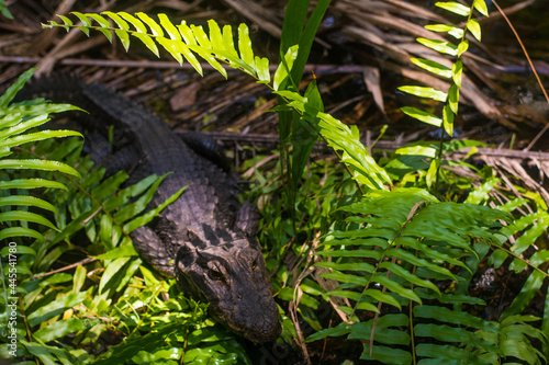 The African dwarf crocodile  in a swampy forest region