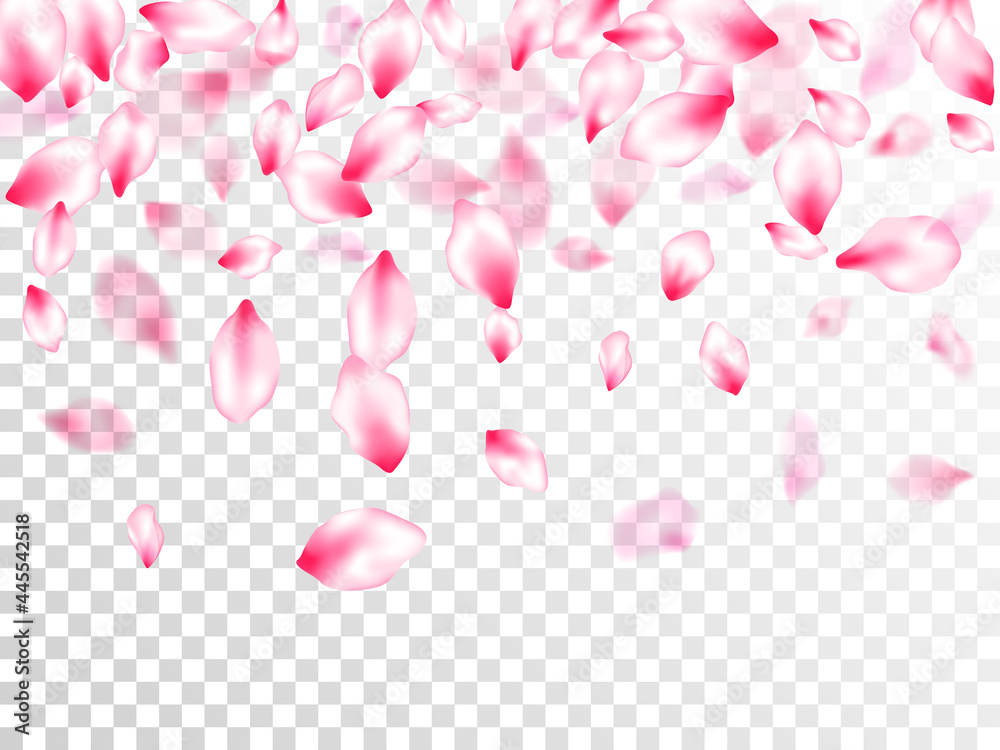 Pink sakura petals confetti flying and falling