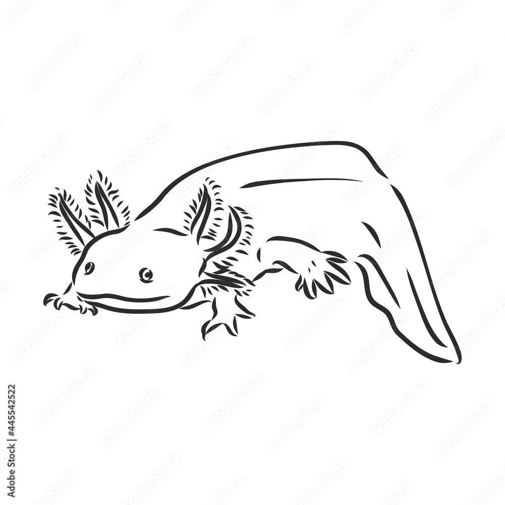 Obraz premium Vector antique engraving illustration of axolotl salamander isolated on white background