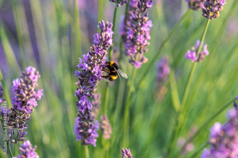 lavender and bee lavender and bee
