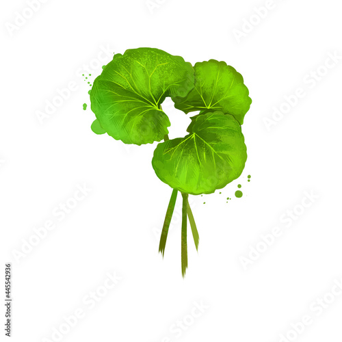 Centella asiatica pennywort or Indian Gotu kola ayurvedic herb digital art illustration with isolated. Healthy organic spa plant widely used in treatment, for preparation medicines for natural usages. photo