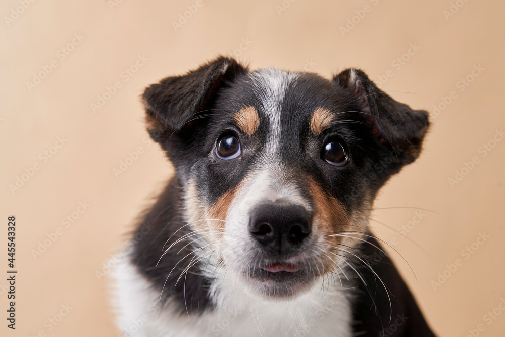 funny dog. Happy Border Collie puppy . Pet on a beige background