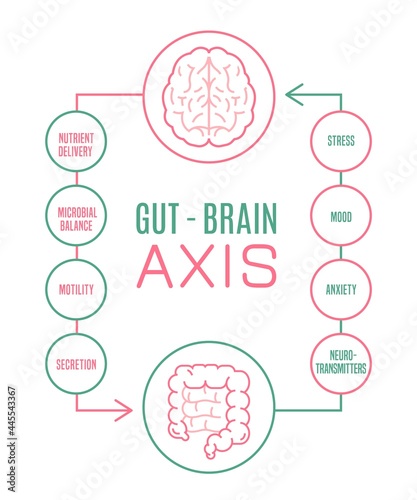 Gut - Brain AXIS vertical poster. Medical infographic.
