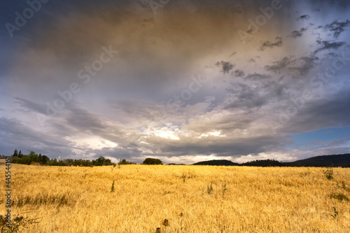 Wheat field in a farmland against a cloudy sky at golden hour. No people and empty cop space for Editor's text.
