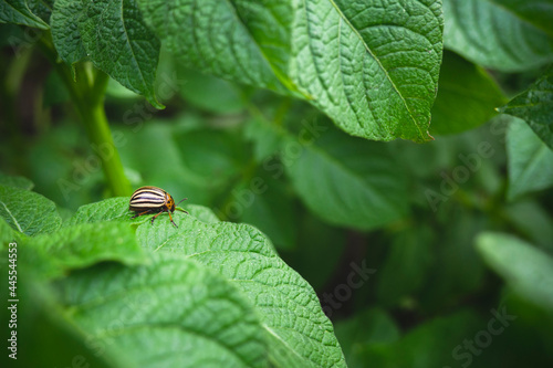 Colorado potato beetle on a potato leaf. Green background with space for text. Plant pests photo