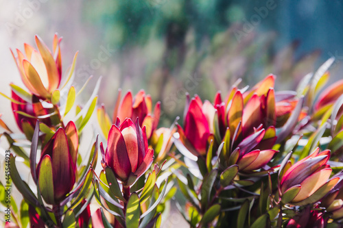 Photos close-up of red protea flowers with sunny backyard background