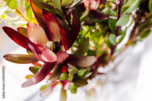 close-up of red protea flowers with sunny backyard background