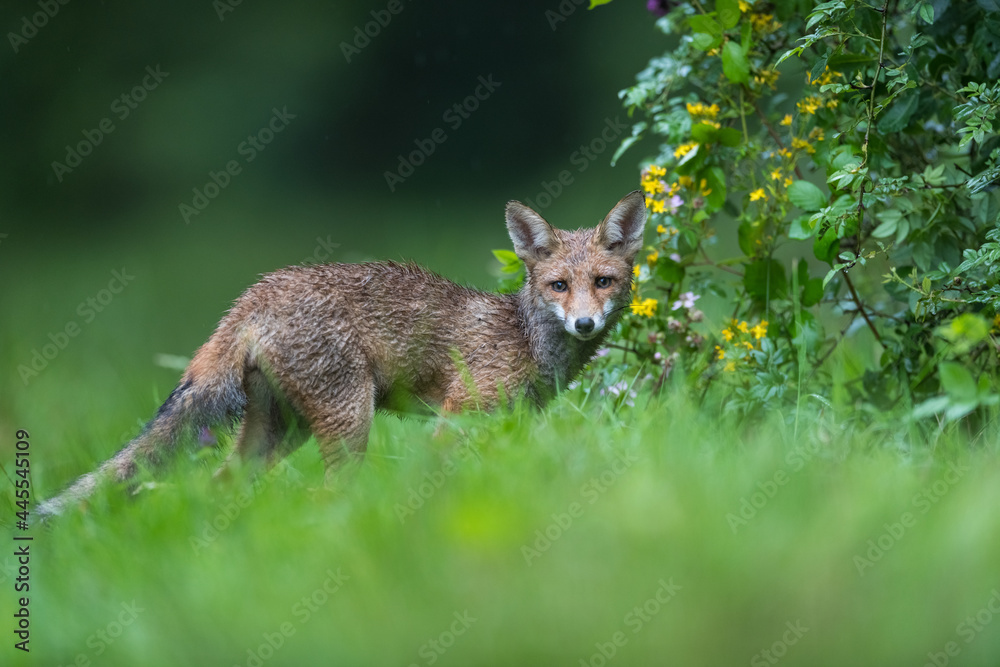 Renard roux Renard roux