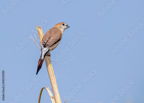 Silver Bill on a branch