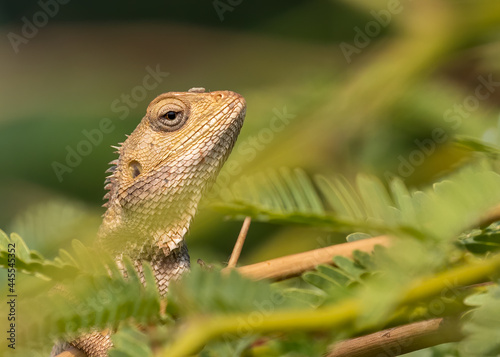 Chameleon sitting on a tree