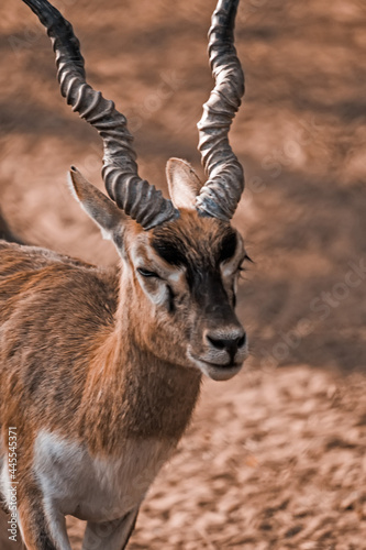 male impala antelope