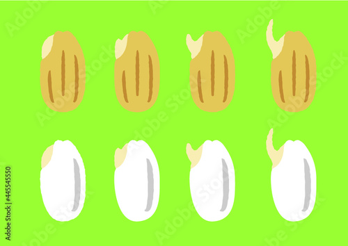 胚芽米と発芽玄米