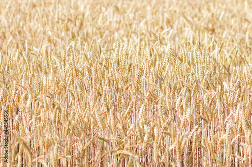 Beautiful yellow wheat grows in the field. Wheat season in summer