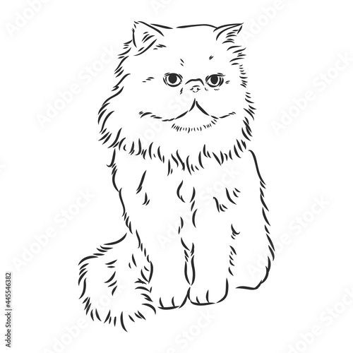 Hand drawing Persian cat vector version persian cat vector