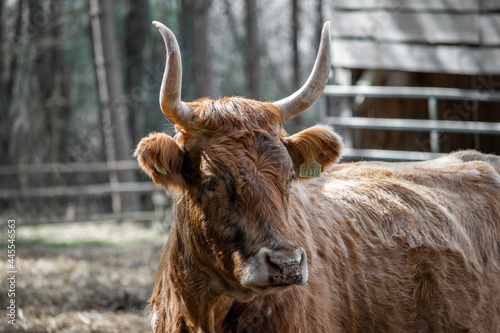 Wild cow.