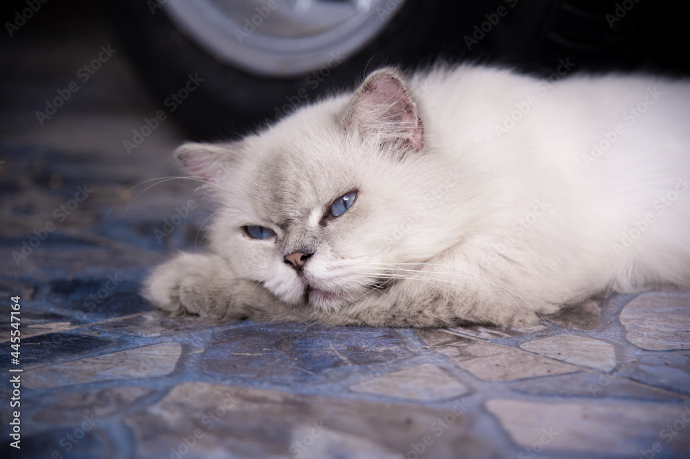 Cute persian cat lying on the floor