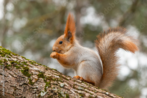 Eurasian red squirrel Sciurus vulgaris closeup portrait © Tatiana